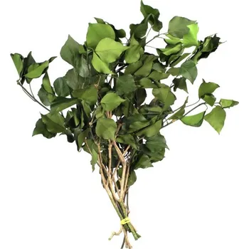 umělá květina Stabilizovaná rostlina Hedera Arborea Green 30-60 cm