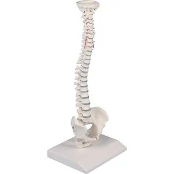 Erler Zimmer Páteř člověka - zmenšený model