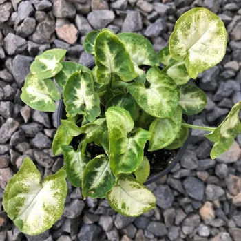 Akvaristika INVITAL Syngonium pixie Košíčková Ø 5,5 cm