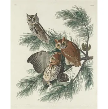 Plakát Plakát, Obraz - Mottled Owl, 1830, John James (after) Audubon