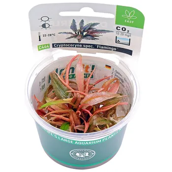 Akvarijní rostlina Dennerle Cryptocoryne Flamingo