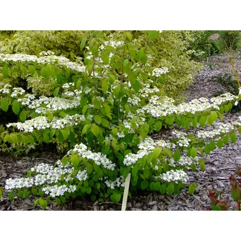 Sazenice Viburnum plicatum 'Kilimandjaro'® 100–125 cm