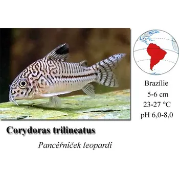 Akvaristika Pancéřníček leopardí / Corydoras trilineatus