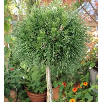 Sazenice Pinus mugo 'Varella' 40 KM