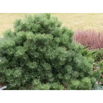 Sazenice Pinus nigra 'Helga' 20 - 30 cm
