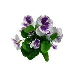 Autronic KT7185 maceška bílá/fialová