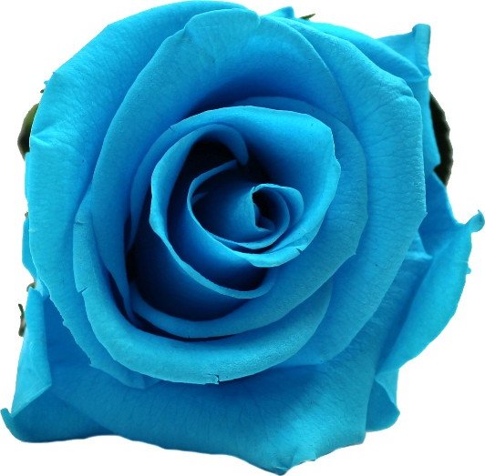 Stabilizovaná růže Barva: Tyrkysově modrá