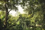Komar Džungle XXL4-024 368 x 248 cm