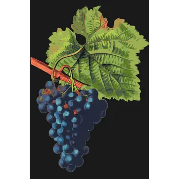 Malování podle čísel - Vintage hrozny Velikost: 40x60cm, Rámování: Pouze srolované plátno
