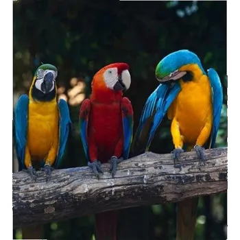 Fototapeta DIMEX | Vliesová fototapeta na zeď Barevní papoušci Ara MS-3-0223 | 225 x 250 cm | vícebarevná + Vliesová fototapeta na stěnu DIMEX Barevní papoušci Ara MS30223 v rozměru 225 x 250 cm + lepidlo zdarma