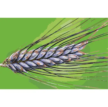 Malování podle čísel - Obilí Velikost: 40x60cm, Rámování: Pouze srolované plátno