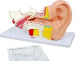 TickiT Lidské ucho