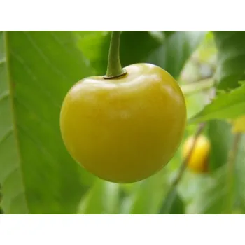 Sazenice Třešeň 'Dönissens Gelbe' - kontejner C7,5L-Gisela 5-ZK