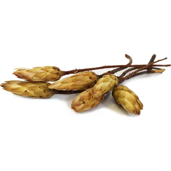 Zahradní dekorace SU Repens Bud Přírodní 700ks (708219)