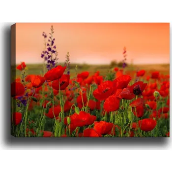 Obraz Obraz na plátně Poppy field 50x70 cm