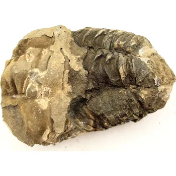 Magieprirody.cz Fosilie Trilobit Calymene Flexicalymene 75 mm #233