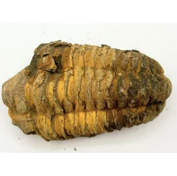 Magieprirody.cz Fosilie Trilobit Calymene Flexicalymene 85 mm #230