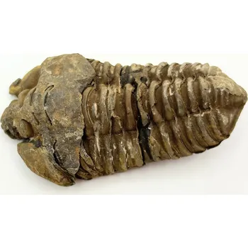 Magieprirody.cz Fosilie Trilobit Calymene Flexicalymene 85 mm #244