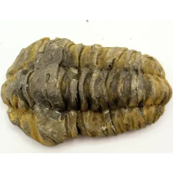 Magieprirody.cz Fosilie Trilobit Calymene Flexicalymene 75 mm #287