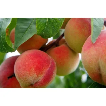 Sazenice Recenze Broskvoň Redhaven zákrsek