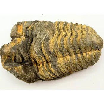 Magieprirody.cz Fosilie Trilobit Calymene Flexicalymene 85 mm #265