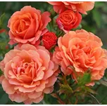 Kordes Roses Lambada keřová růže 2 l