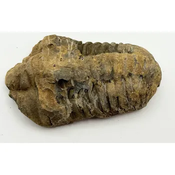 Magieprirody.cz Fosilie Trilobit Calymene Flexicalymene 75 mm #380