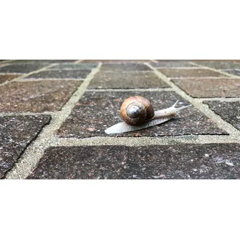 Venkovní dlažba Porfyr štípaný pravidelný tvar dlažba šíře: 15 cm