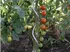 Opora na rostlinu Proteco 1806 spirálová tyč k rajčatům 0,65 x 180 cm pozinkovaná