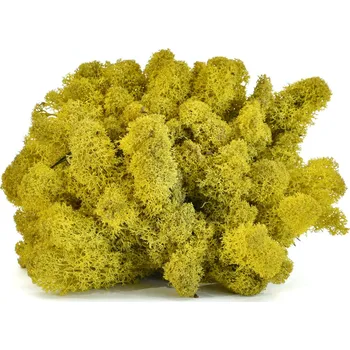 Stabilizovaný LIŠEJNÍK (sobí mech) / ŽLUTÝ - 100 g Preserved Lichen - Yellow