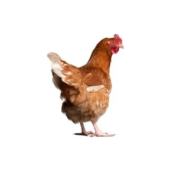 Krmivo pro hospodářské zvíře Kompletní krmná směs pro nosnice - GRANULOVANÁ - 25 kg