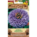 MoravoSeed Ostálka jiřinkokvětá fialová…