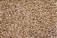Krmná pšenice 50 kg