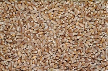 Krmivo pro hospodářské zvíře Krmná pšenice 50 kg