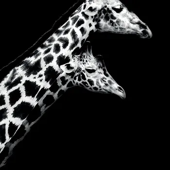 Obraz Obraz na plátně Nicolas Evariste - In Love II