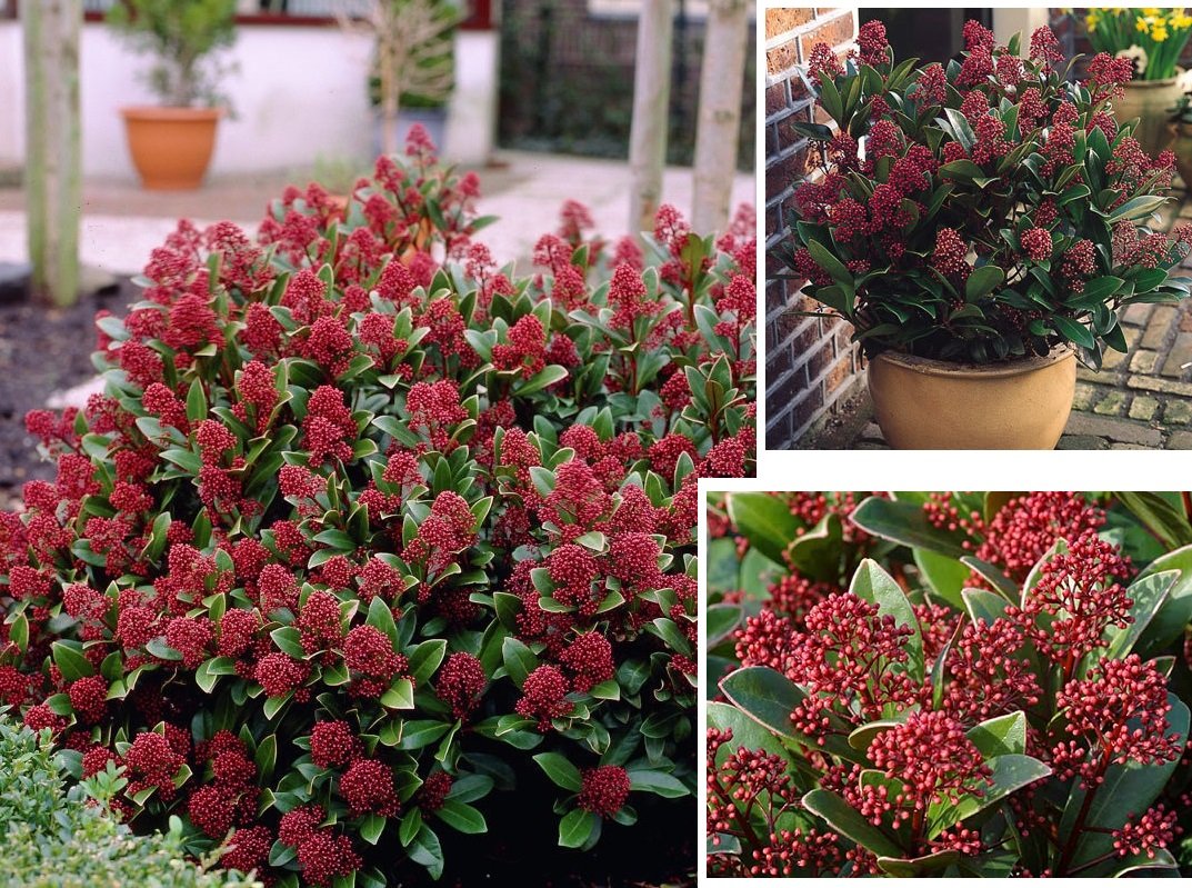 Skimmia japonica 'Rubella' C1,5 L