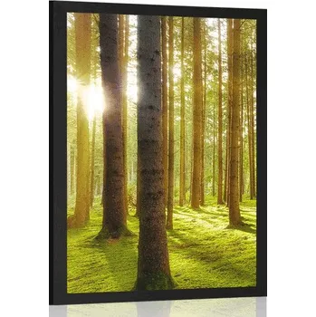Plakát Dovido Plakát slunečné ráno v lese