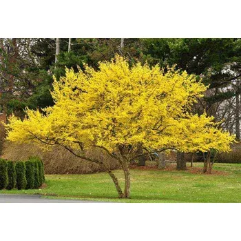 Sazenice Cornus mas Kontejner 2 l, v. 30-40 cm