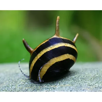 Dekorace do akvária Clithon Thorn zebra