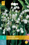 JUB Holland Leucojum Gravetye Giant…