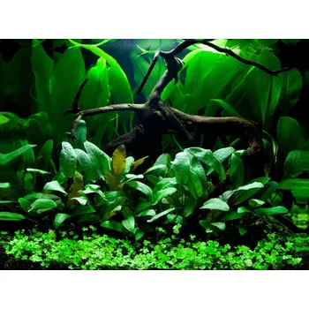 Akvárium Nenáročný Set akvarijních rostlin pro akvárium do 80 litrů (verze C)