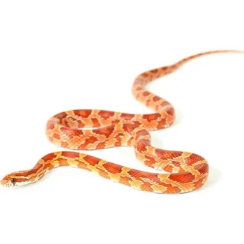 Terárium Výbava terária - užovka červená