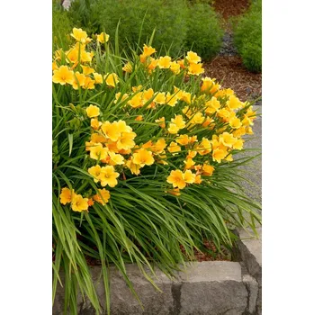 Sazenice Hemerocallis hybrida 'Mini Stella' Kontejner, pr. 9 cm