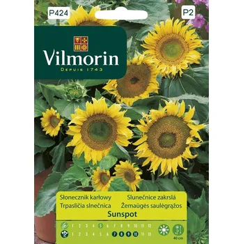 Semeno Slunečnice zakrslá Sunspot