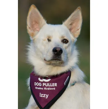 Šátek Šátek pro psa s potiskem