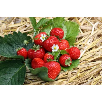 Sazenice Jahody – sazenice 'Ostara', 10-pack