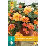 JUB Holland Begonie Cascade Sunray 2 ks