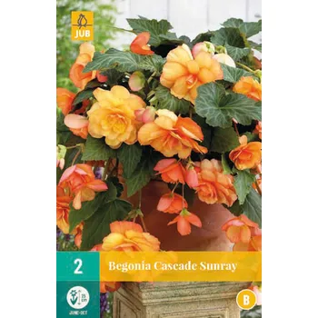 Cibulovina JUB Holland Begonie Cascade Sunray 2 ks