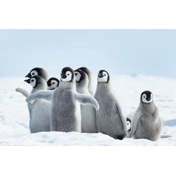 Plakát Plakát, Obraz - Penguins - Family