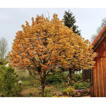 Sazenice Acer pseudoplatanus 'Brilliantissimum' KM120-C7,5L